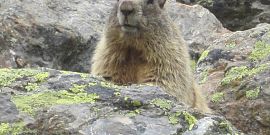 I nostri amici a 4 zampe 2