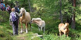 I nostri amici a 4 zampe 1