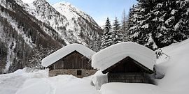 I masi della Valle di Peio